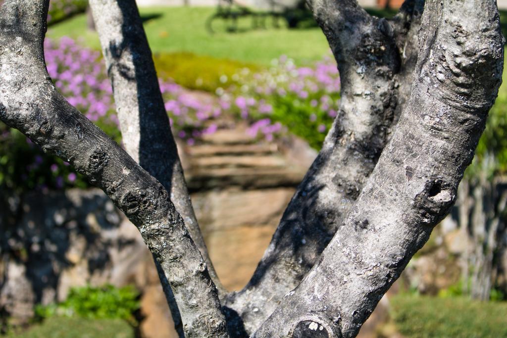 Вилла Quinta Da Eira Do Sol Гимарайнш Экстерьер фото